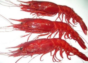 krevetki karabineros